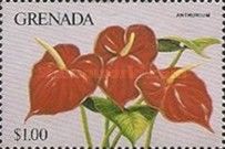 Anthurium