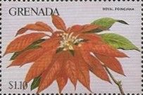 Royal Poinciana