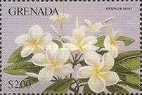Frangipani