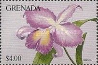Orchid