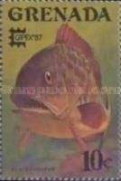 Black Grouper (Epinephelus nigritus)