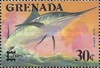 Blue Marlin (Makaira nigricans)