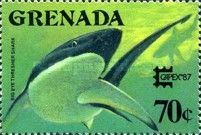 Common Thresher Shark (Alopias vulpinus)