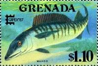 Wahoo (Acanthocybium solandri)