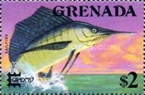 Sailfish (Istiophorus nigricans)