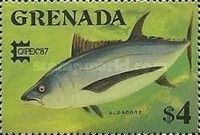 Albacore Tuna (Thunnus alalunga)