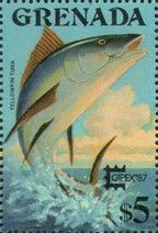 Yellowfin Tuna (Thunnus albacares)