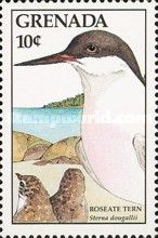 Roseate tern (Sterna dougallii)