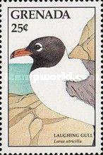Laughing gull (Larus Atricilla)