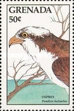 Osprey (Pandion haliaetus)