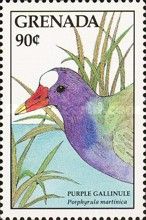 Purple Gallinule (Porphyrula martinica)