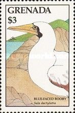 Blue-faced Booby (Sula dactylatra)