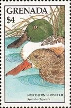 Northern shoveler (Spatula clypeata)