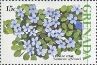 Lignum vitae (Guiacum officinale)