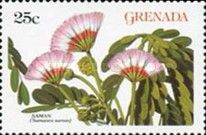 Saman (Samanea saman)