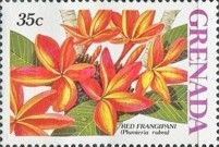 Red Frangipani (Plumeria rubra)