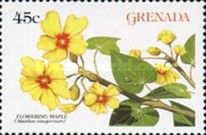 Flowering Maple (Abutilon integerrium