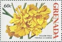 Yellow Poui (Tabebuia serratifolia)