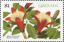 Wild Chestnut (Pachira insignis)