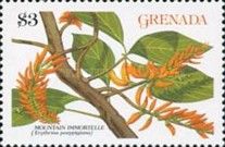 Mountain Immortelle (Erythrina poeppigiana)