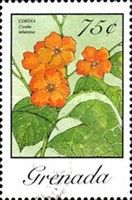 Cordia (Cordia sebestena)