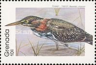 Green Heron (Butorides virescens)