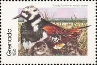 Ruddy Turnstone (Arenaria interpres)