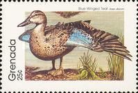 Blue-winged Teal (Anas discors)