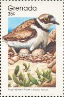 Ring-necked Plover (Charadrius hiaticula)