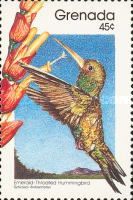 Emerald-throated Hummingbird (Sericotes holosericeus)