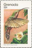 Rufous-breasted Hermit (Glaucis hirsuta)