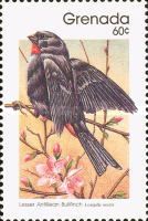 Lesser Antillean Bullfinch (Loxigilla noctis)