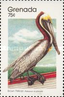 Brown Pelican (Pelecanus occidentalis)