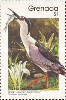 Black-crowned Night-heron (Nycticorax nycticorax)