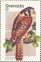 Sparrow Hawk (Accipiter nisus)