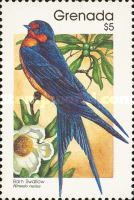 Barn Swallow (Hirundo rustica)