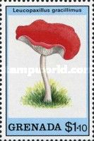 Leucopaxillus gracillimus