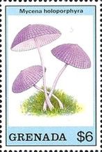 Mycena holoporphyra