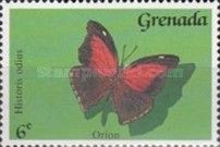 Orion Butterfly (Historis odius)