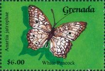 White Peacock (Anartia jatrophae)