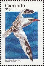 Red-billed Tropicbird (Phaethon aethereus)