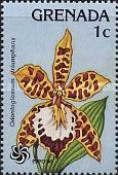 Odontoglossum triumphans
