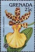 Oncidium splendidum