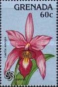 Laelia anceps
