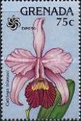 Cattleya trianaei