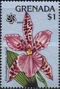 Odontoglossum rossii