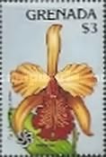 Cattleya dowiana