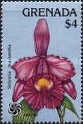 Sobralia macrantha