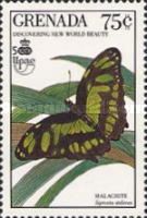 Malachite Butterfly (Siproeta stelenes)