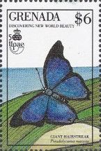 Giant Hairstreak (Pseudolycaena marsyas)